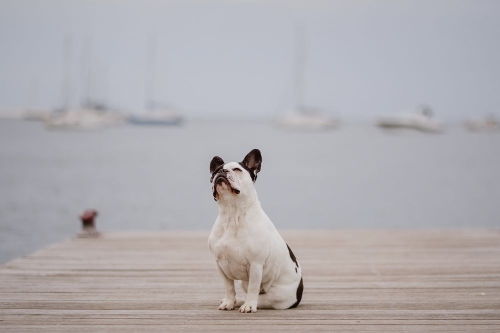 Cute dog on pier near sea