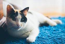 Cute cat lying on blanket