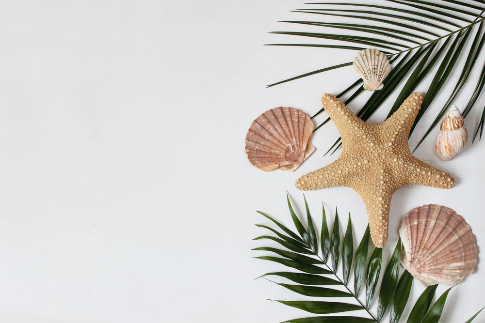 Composition of exotic seashells, oysters, starfish