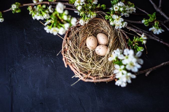 Easter card concept of small speckled eggs in nest with space for text