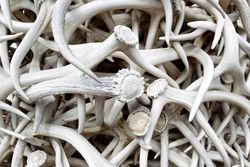 Elk antlers in pile