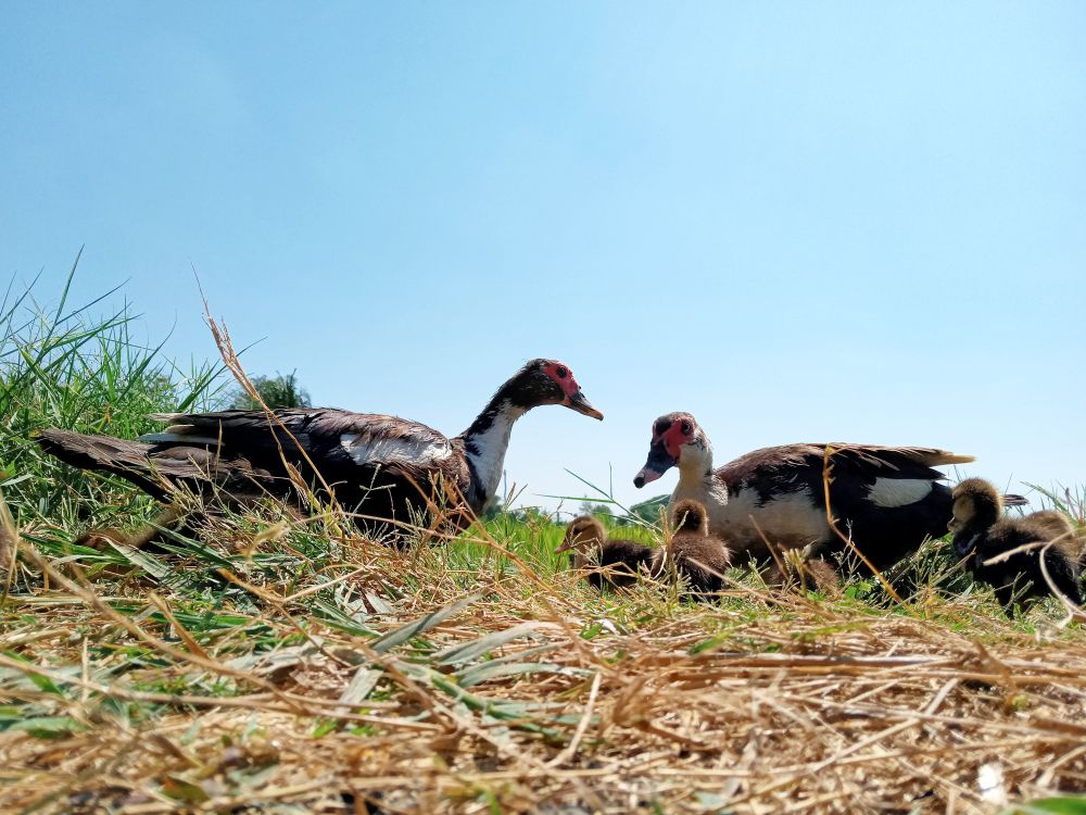 Close-up of ducks walking in a field against clear sky