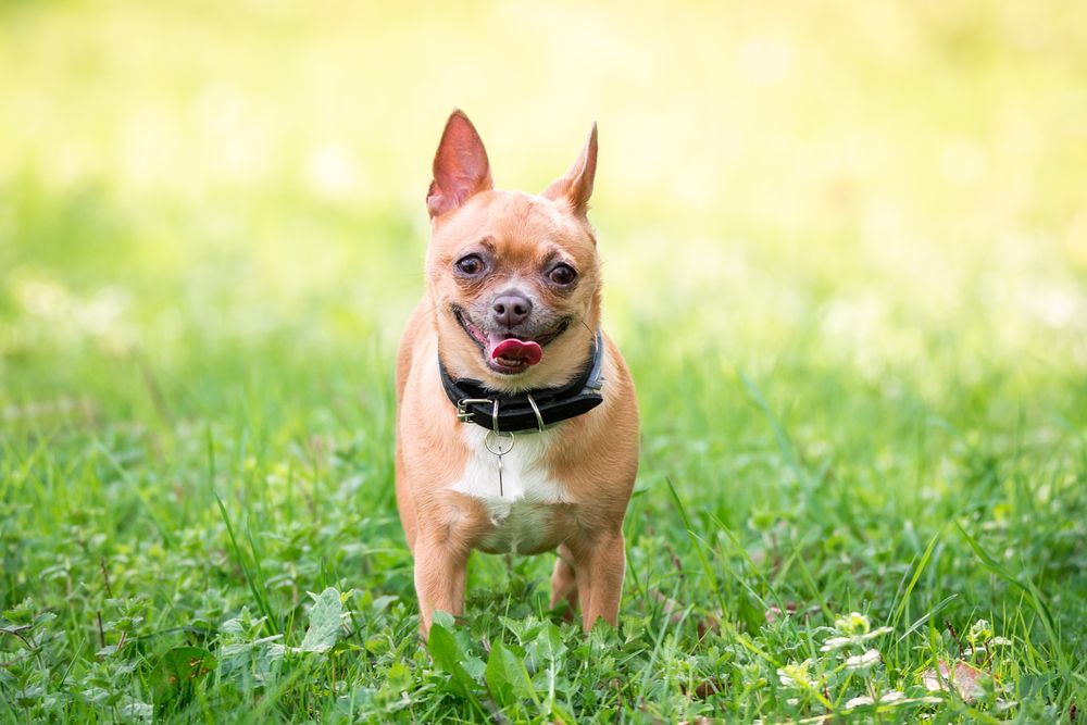 Brown small dog on green grass field during daytime