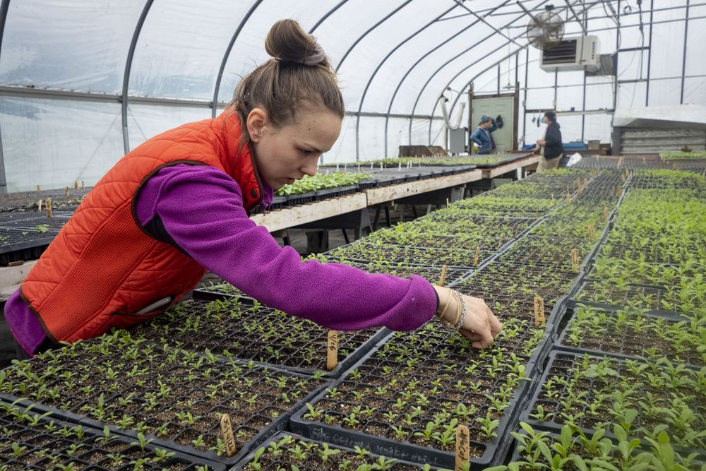 Copake, New York - May 19, 2022: Side view of woman working with tiny plants in greenhouse