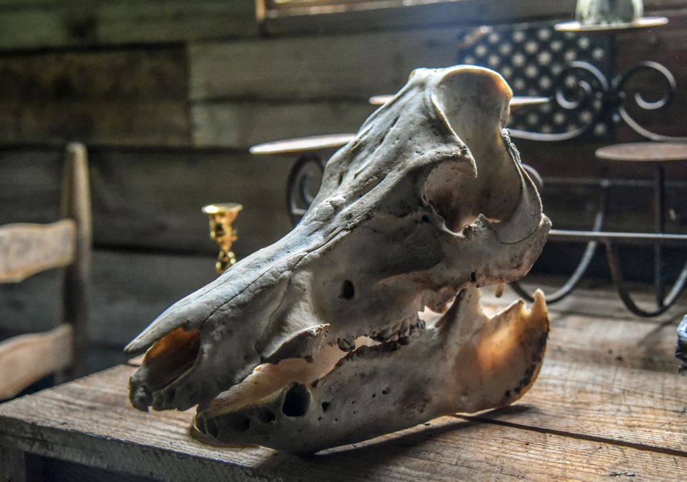 The skeletal head of a wild boar
