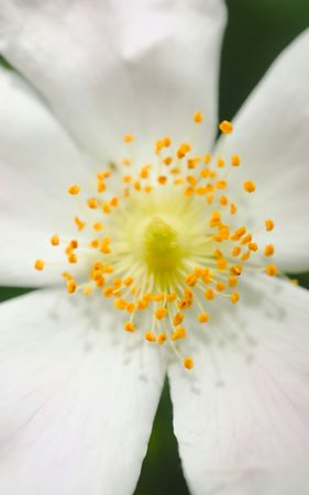 Single Wild Rose Flower Bloom Macro