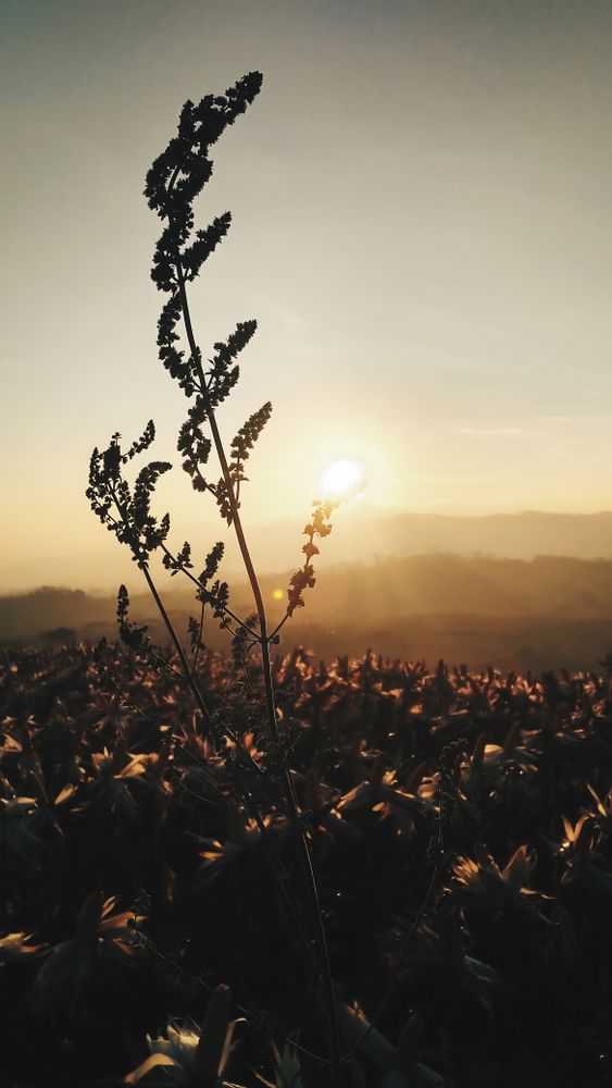 Sunset Silhouette: A Single Wildflower at Golden Hour, Field of Dried Plants