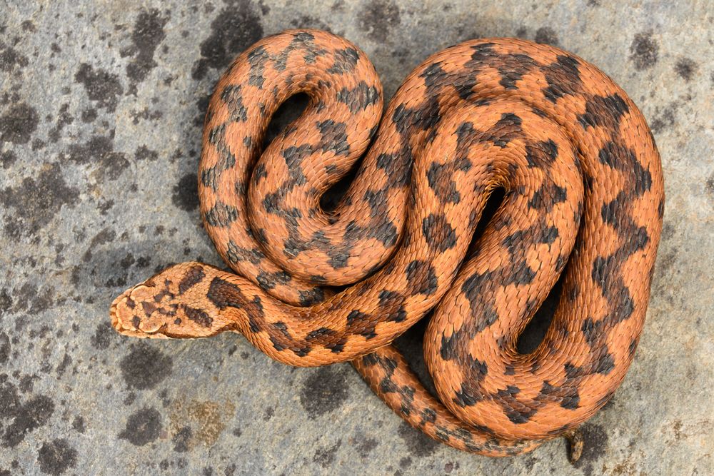 Python snake curled on ground