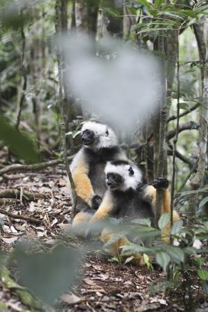 Funny sifakas on jungle ground