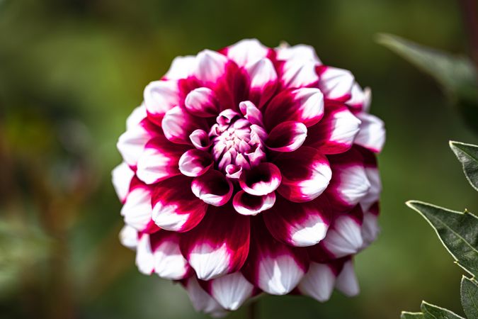 Dark red dahlia with light tips