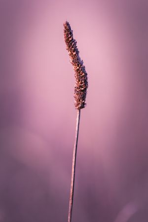 Side view of dried long grass with purple blush background