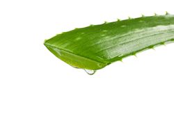Aloe vera fresh leaf isolated on blank background, closeup. Treatment plant
