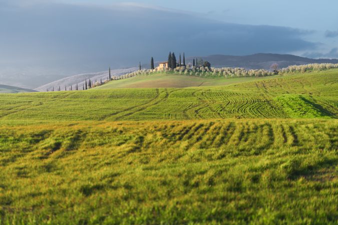 Peaceful green field in bright sunlight