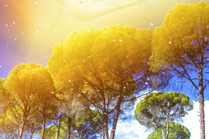 Art effect of golden trees under colorful sky