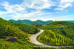 Vineyards and road, Prosecco Hills, Unesco Site, Valdobbiadene, Veneto, Italy 472Oa5