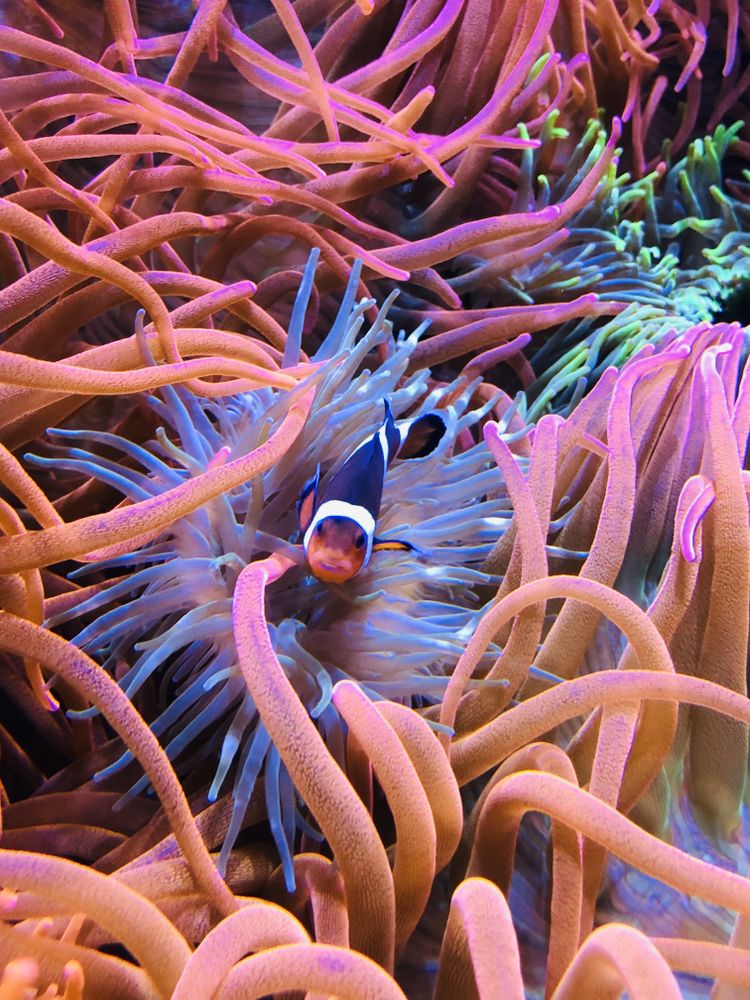 Clown fish
