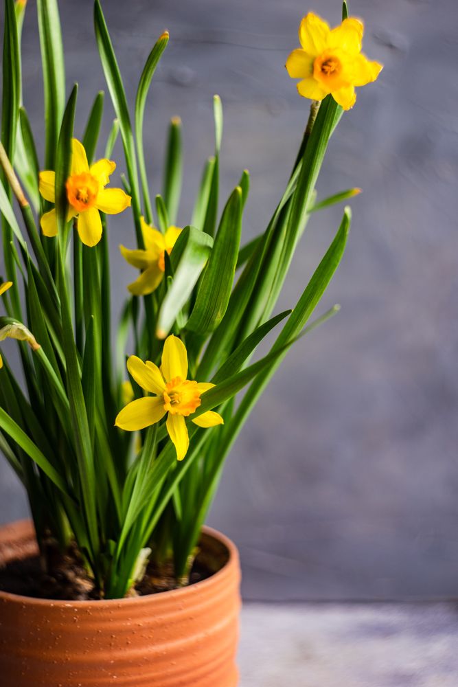 Seasonal home decor with flower pot of daffodils