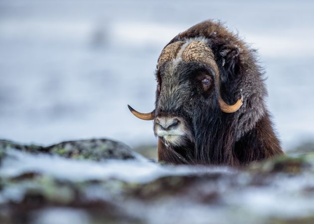 Musk ox on snow covered ground