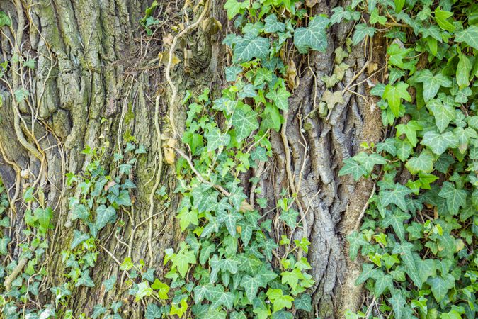 Tree with green vine growing