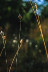 Close up of long onion grass daytime