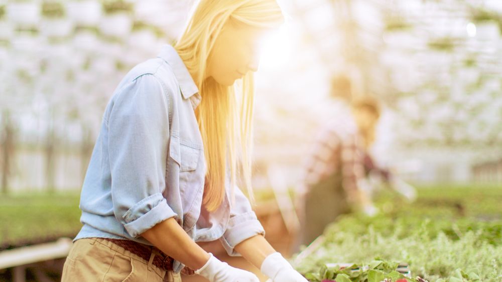 Female Gardener Arranges Flowerpots in Neat Rows in a Sunny Industrial Greenhouse.