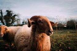 Sheep on green grass near bushes