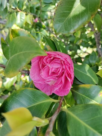 Magenta camellia flower