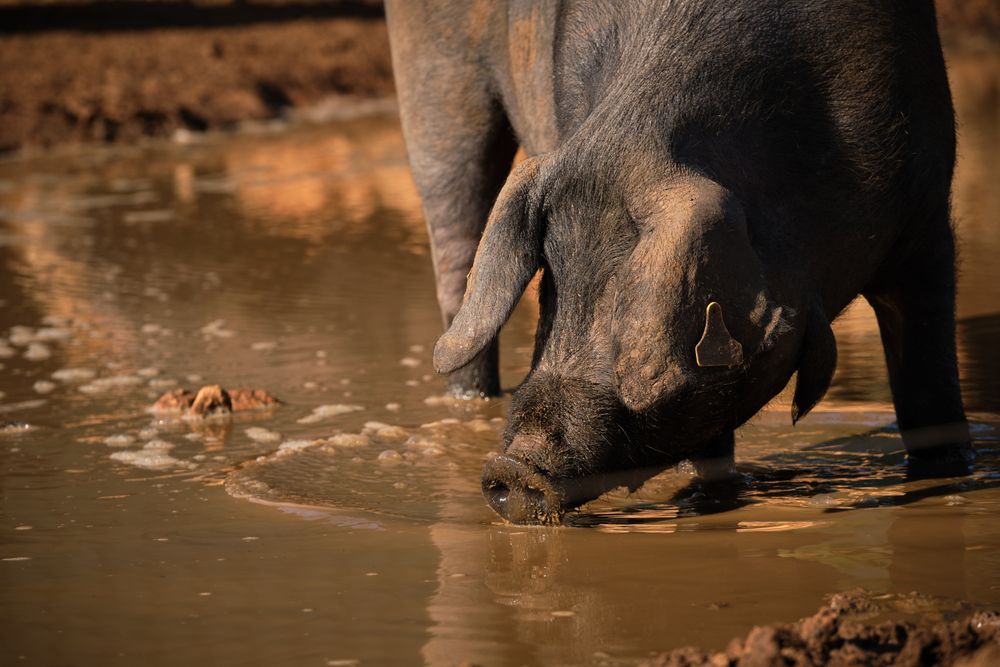 Pig drinking from dirty puddle