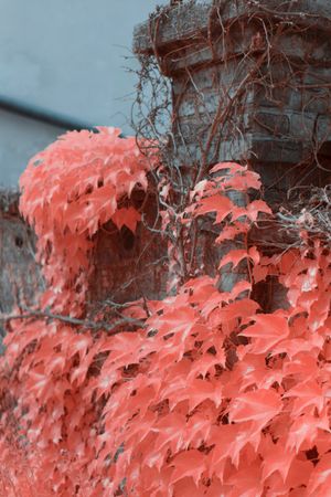 Infrared trees near suburban houses