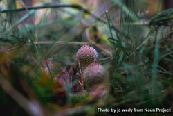 Warted puffball growing wild on forest floor 48ERvb