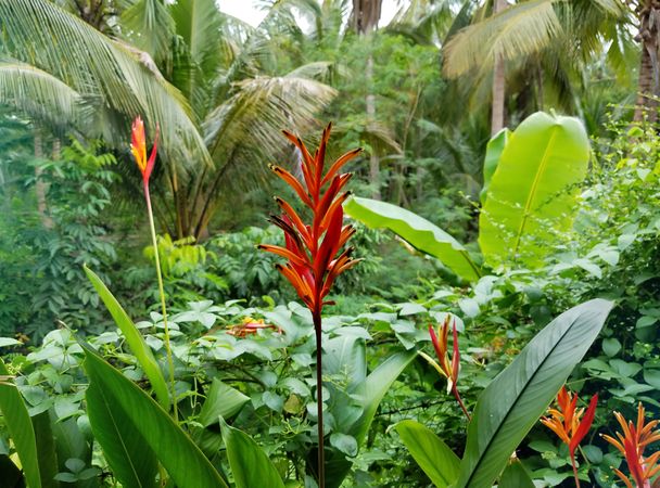 Jungle garden with heliconia bird-of-paradise
