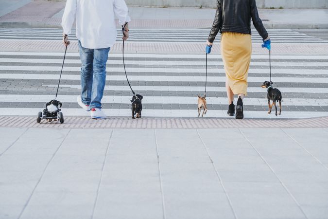 Couple walking with dogs and pet with wheelchair on street