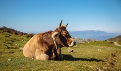 Cow resting lying on the grass