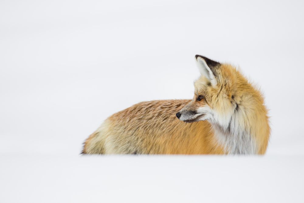 Curious fox looking around