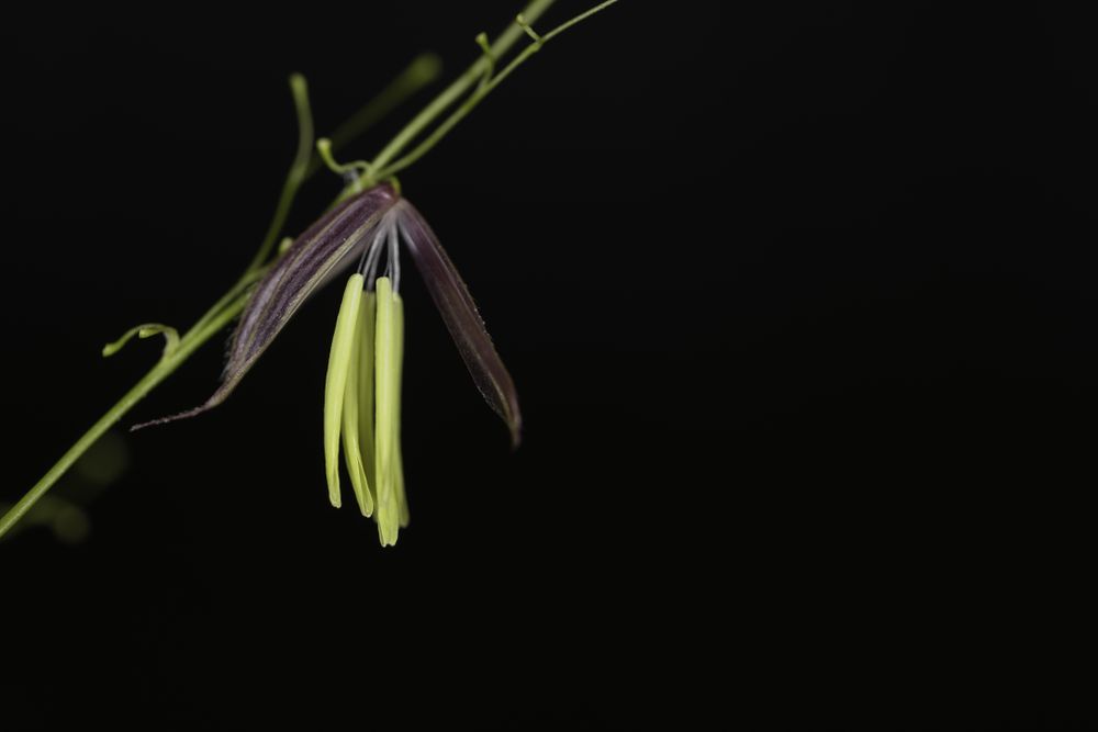 Wild rice on Big Sandy Lake on dark background