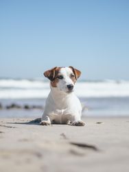 Jack Russell sitting on beach
