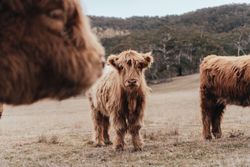 Brown cattle near mountains