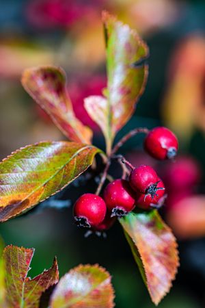 Red wild berries on the bush