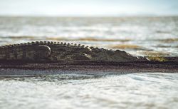 Crocodile sleeping near water