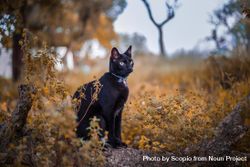 Dark cat on brown dried leaves 5QyYg5