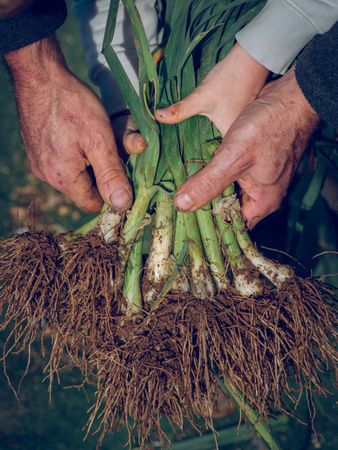 Crop gardener and kid with fresh green onions