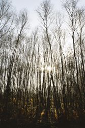 Tall thin trees on an overcast day