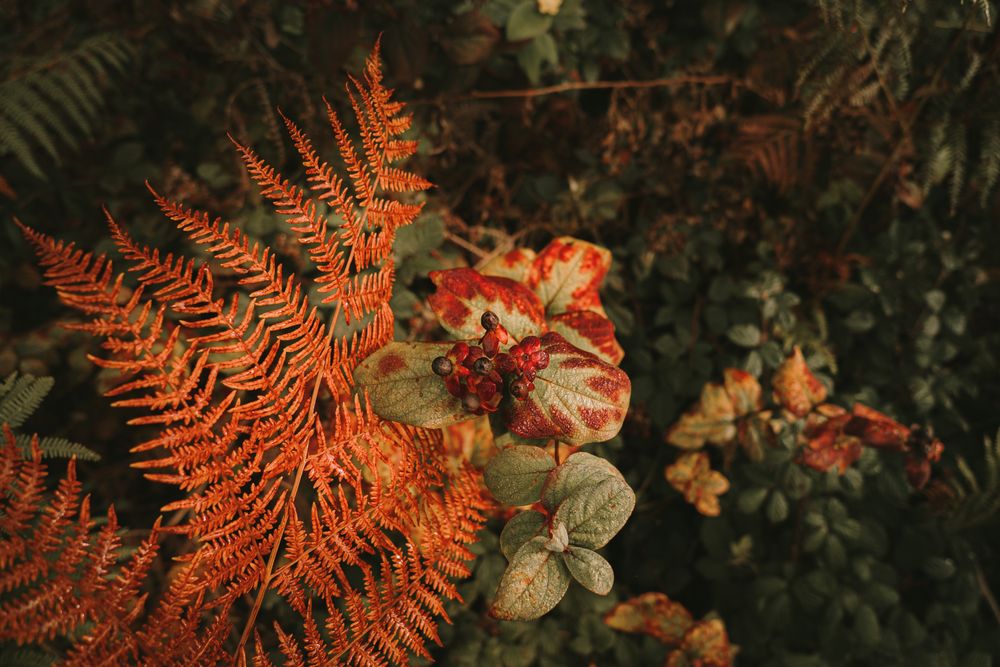 Wild poisonous ripe belladonna berries beside orange fern leaf