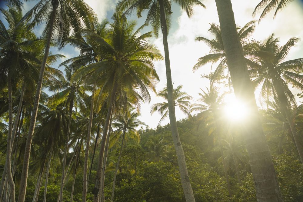 Tropical forest of tall palm trees and sunrays shining through, island of Gam, Indonesia