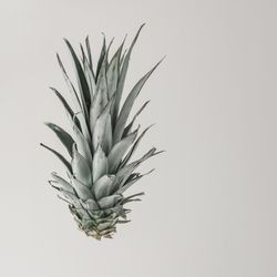 Pineapple foliage on light background