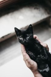 Crop hands holding kitten