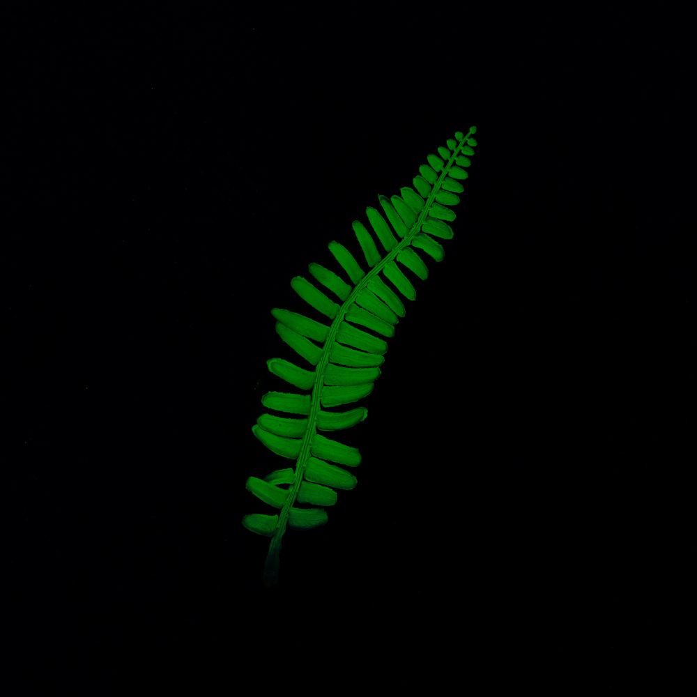 Neon tropical leaf in vivid green fluorescent color on dark background