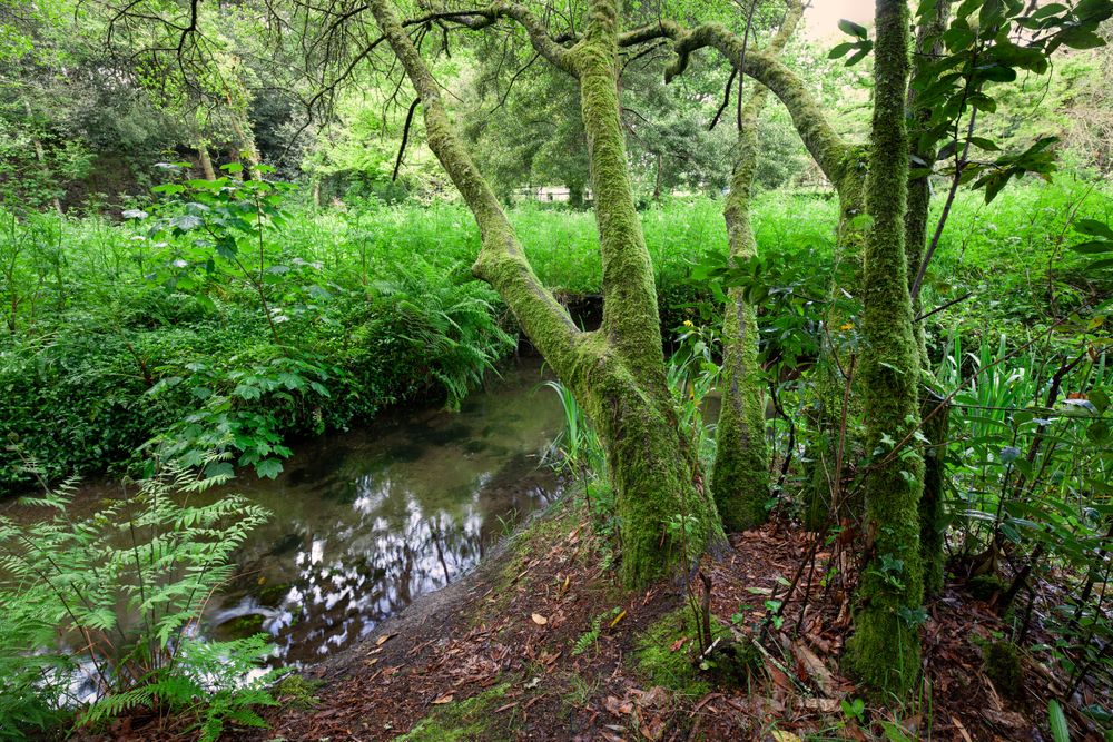 Stream in forest ferns humid vegetation in Galicia, Spain