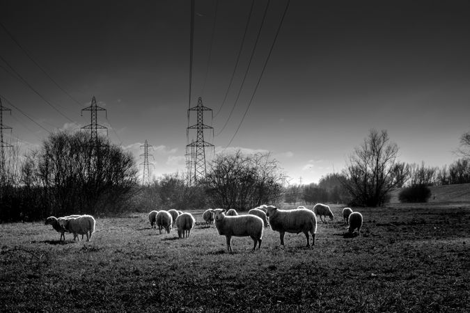 Monochrome shot of sheep grazing near power lines