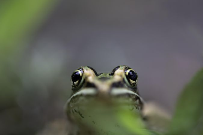 Northern Leopard Frog’s face with selective focus in McGregor, Minnesota
